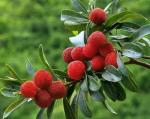 Bayberry bark extract Myricitrin 